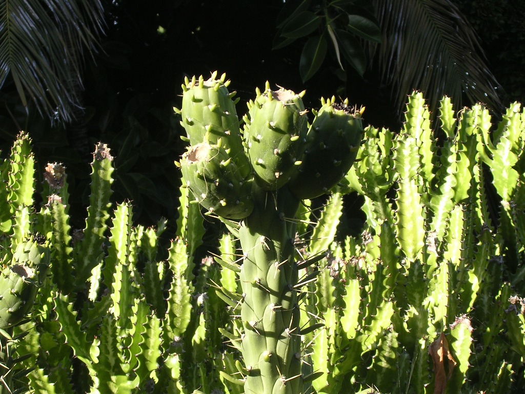 Fico d'India - Barbary fig